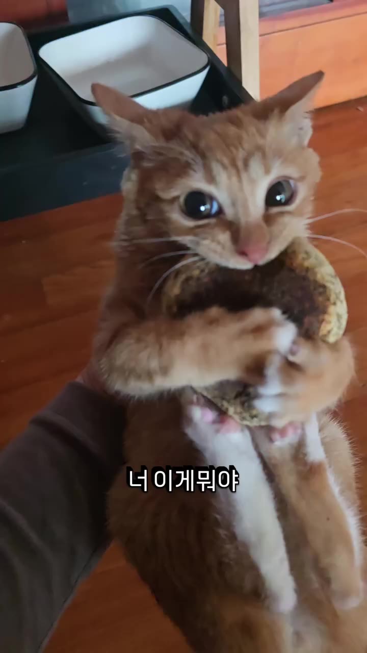 도둑고양이 근황