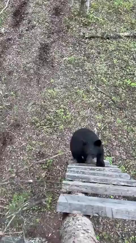 미국에서 곰스프레이가 필수인 이유.mp4