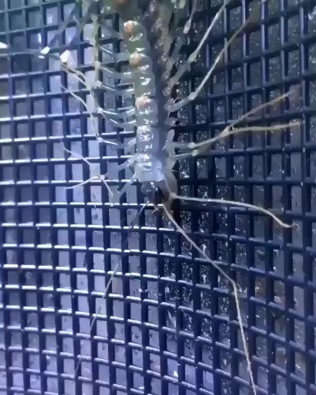 약혐) 그리마(돈벌레) 허물 벗는 모습