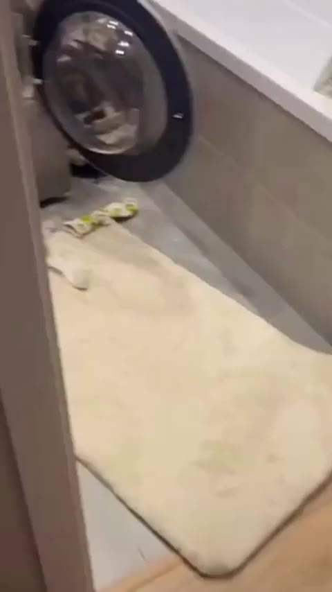 캣휠 사달라고 시위하는 고양이