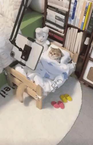 행복하게 사는 냥이