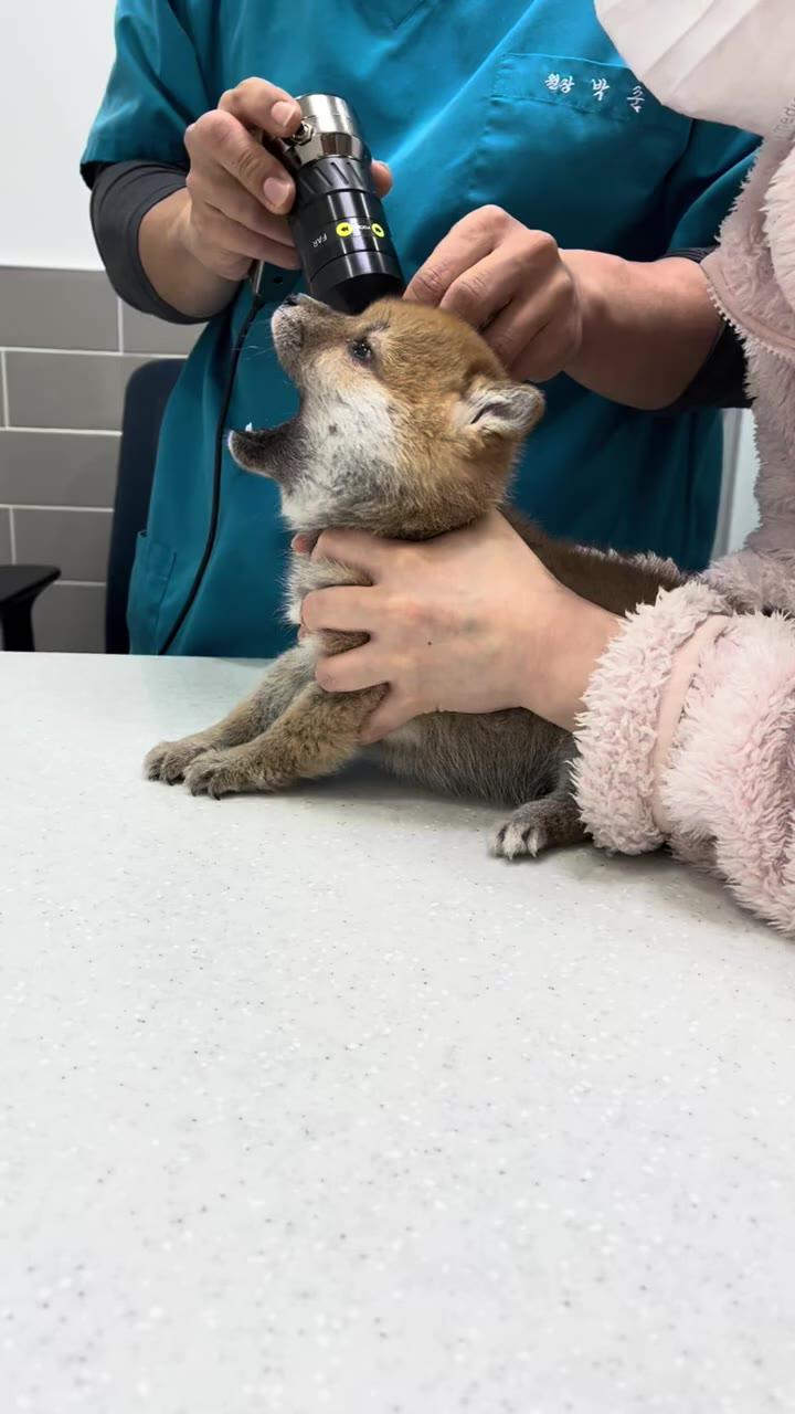 강아지 귀 진드기 있나 봐주는 수의사 선생님