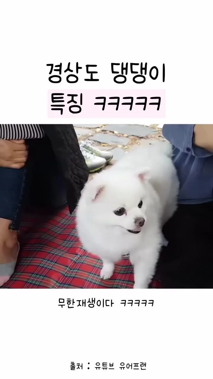 경상도 댕댕이 특징...