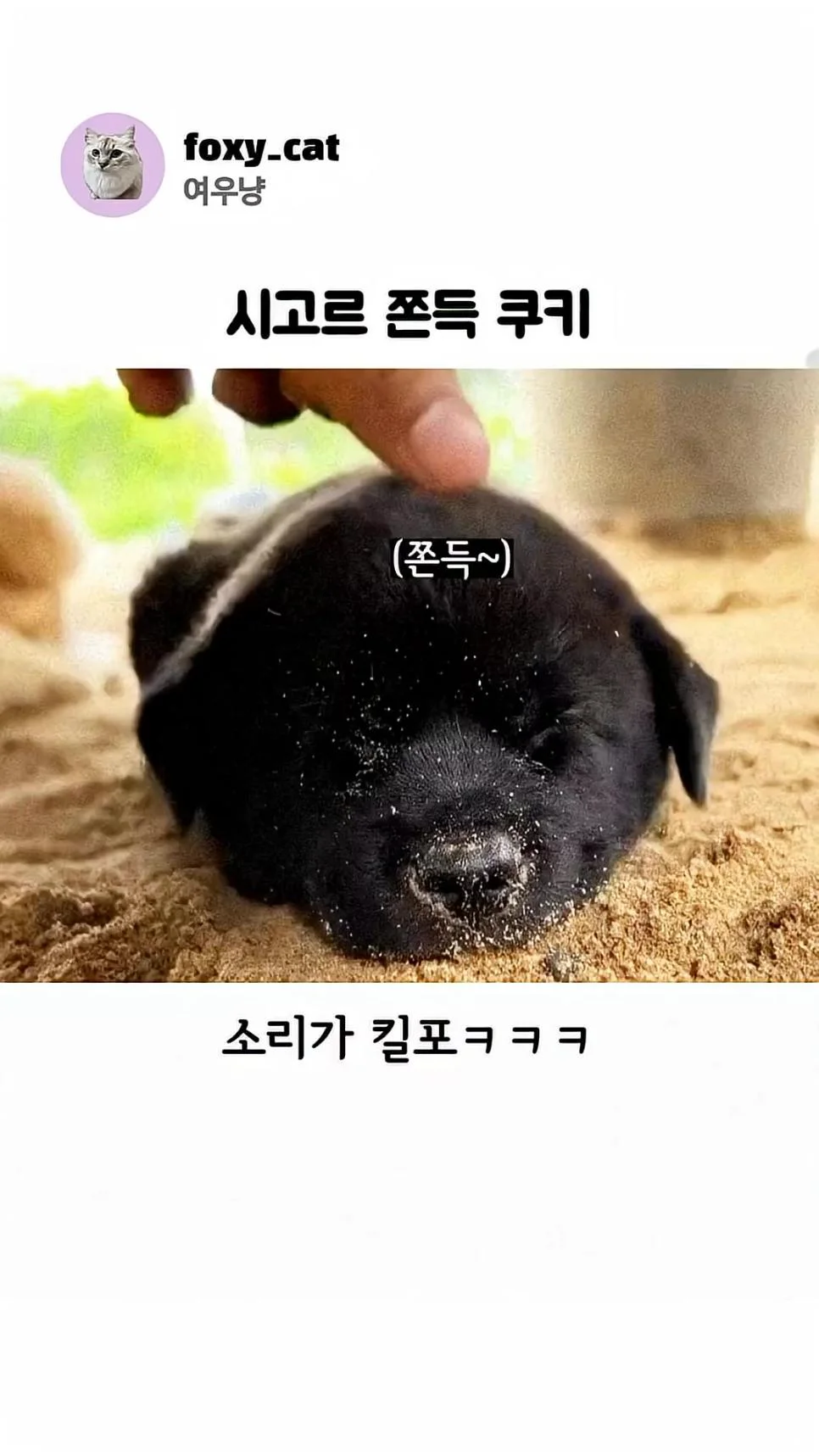 시고르 쫀득 쿠키