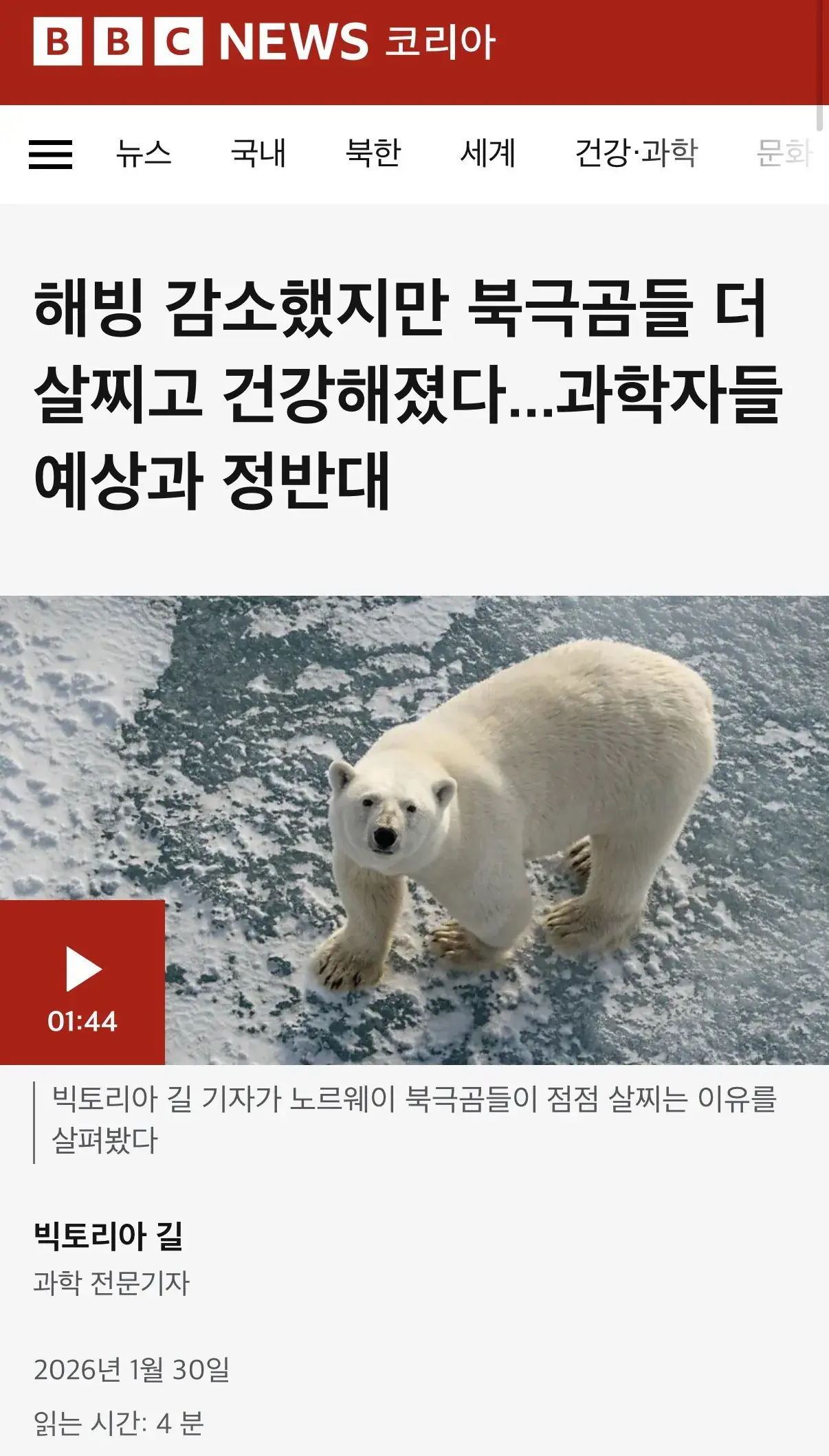 해빙 사라지고 있는 북극곰 근황